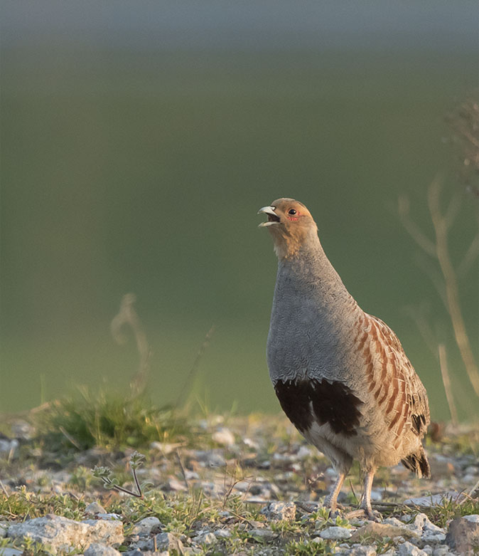Patrijs100416.jpg