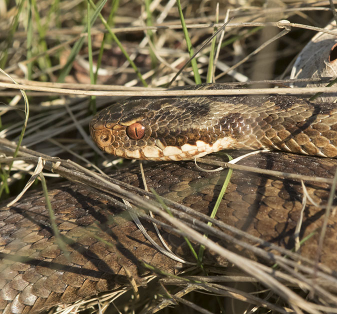 Adder090516.jpg