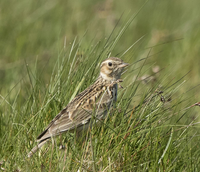 Boomleeuwerik080516A.jpg