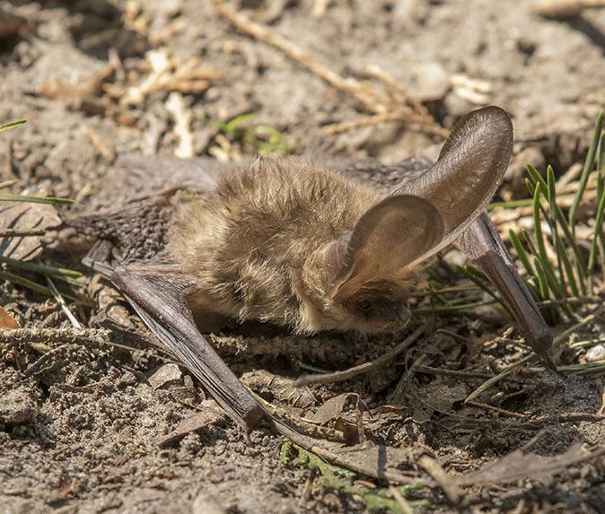 Gewonegrootoorvleermuis070516A.jpg