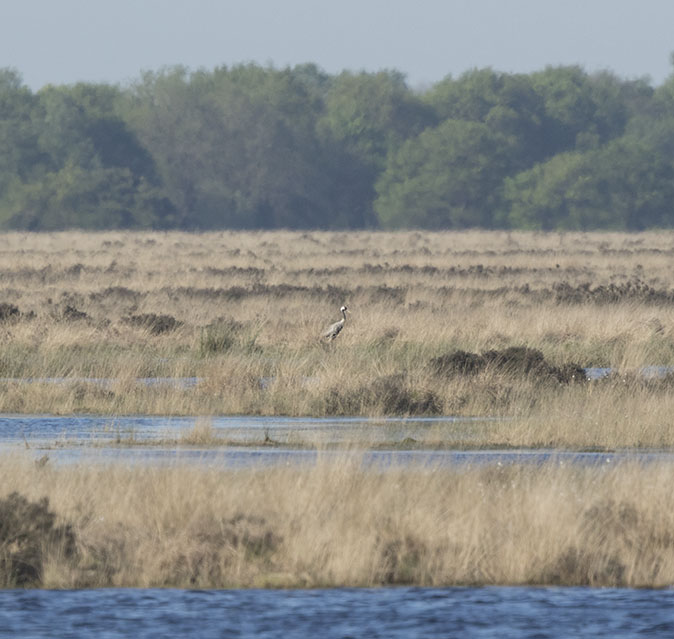 Kraanvogel090516.jpg