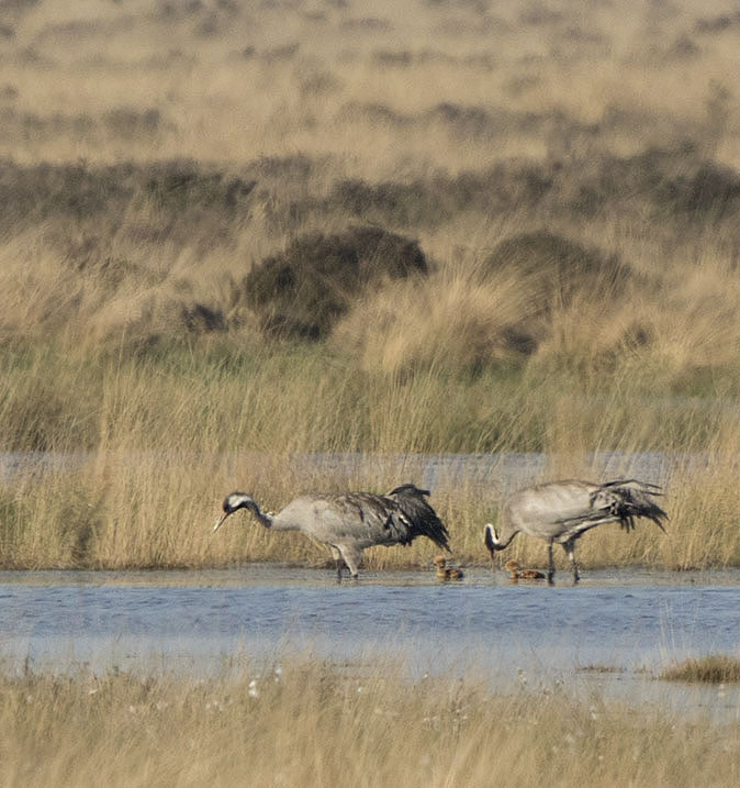 Kraanvogels100516.jpg