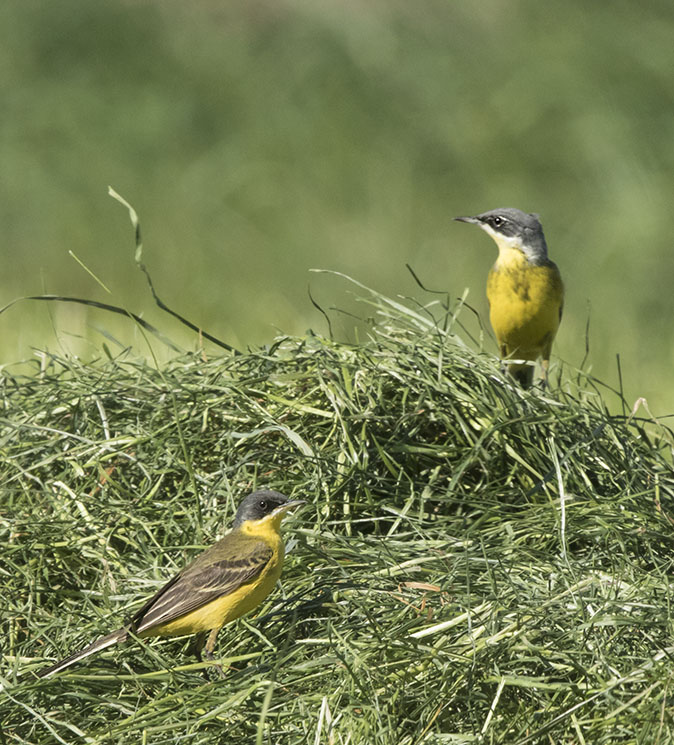 Noordsekwikstaarten080516.jpg