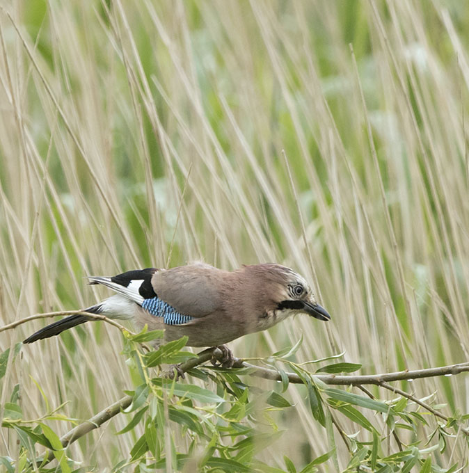 Vlaamsegaai250516A.jpg