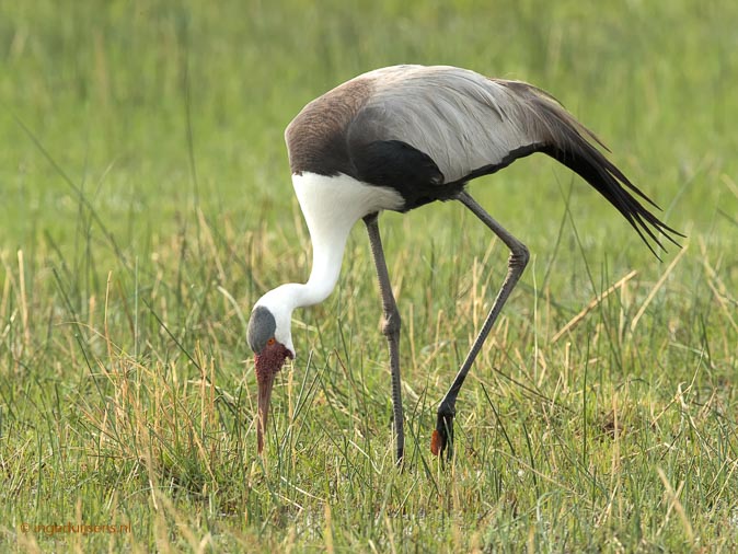 Lelkraanvogel250916.jpg