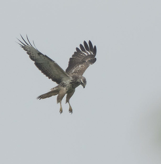 Buizerd271016.jpg