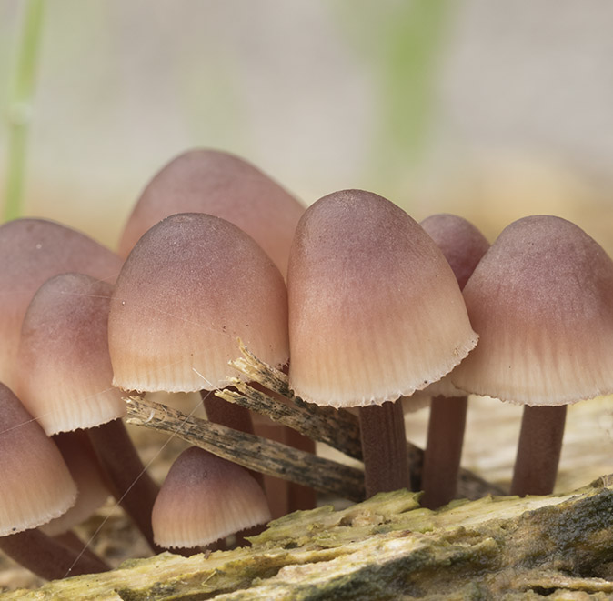 Grotebloedsteelmycena241016.jpg