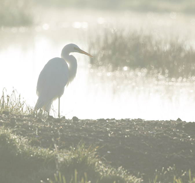 Grotezilverreiger231016A.jpg