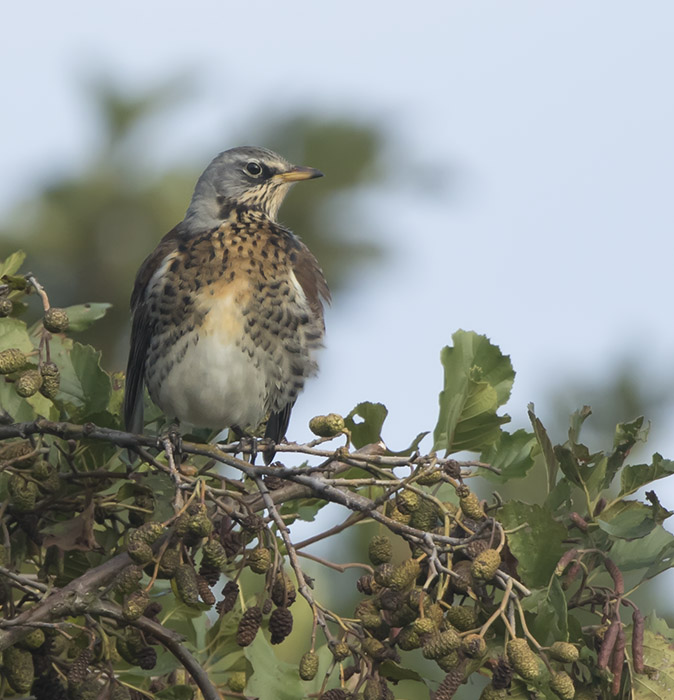 Kramsvogel211016A.jpg