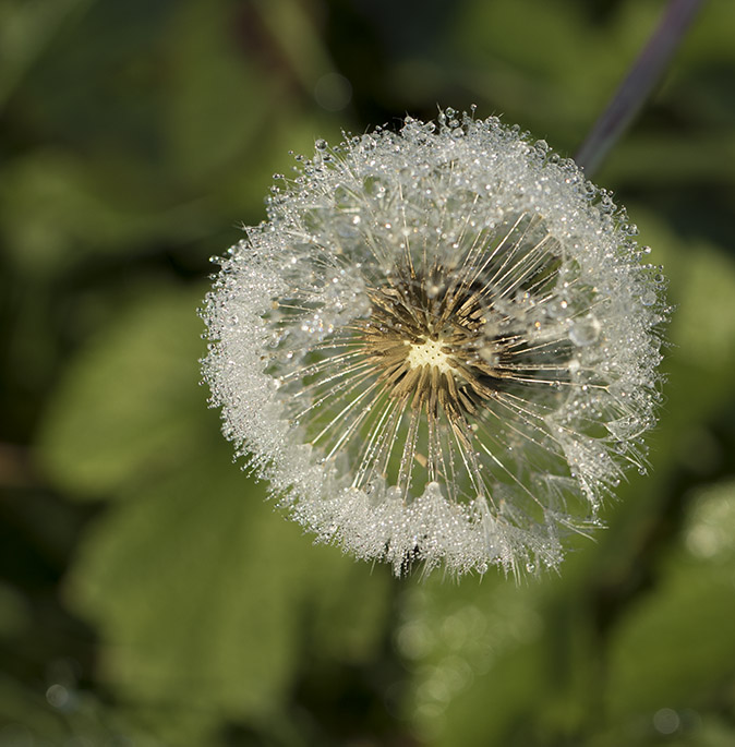 Paardenbloem231016.jpg