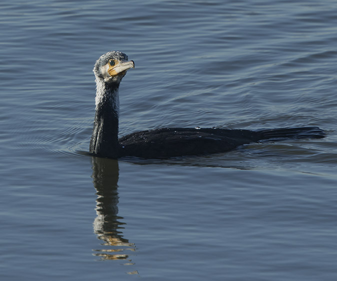 Aalscholver281116.jpg