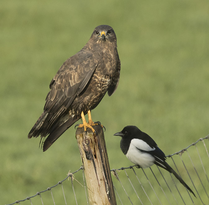 Buizerd_Ekster031116A.jpg