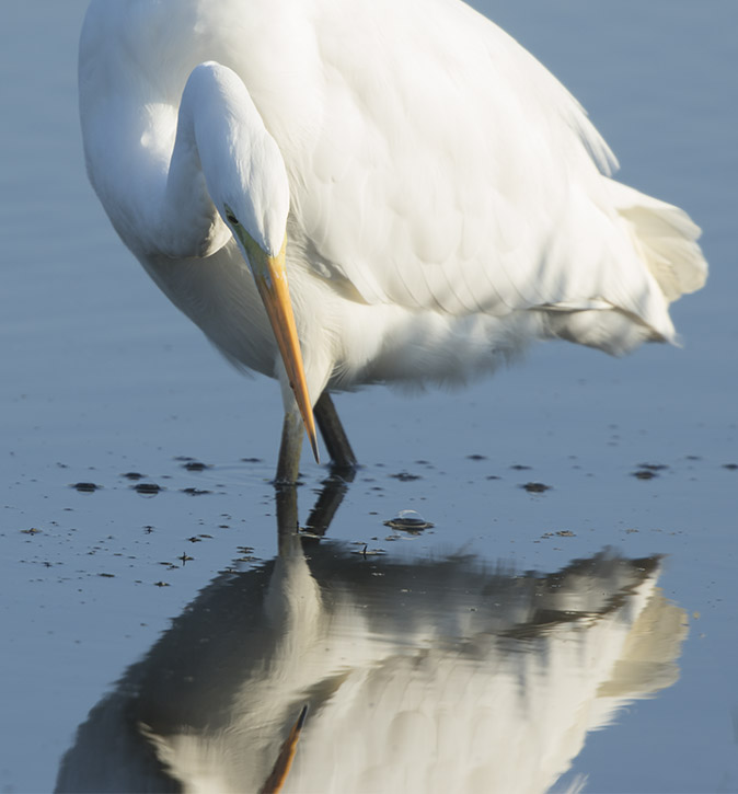 Grotezilverreiger111116A.jpg