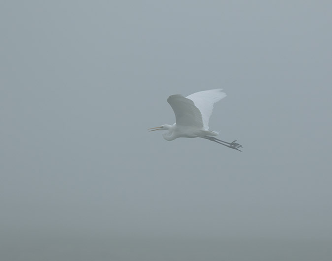 Grotezilverreiger141116.jpg