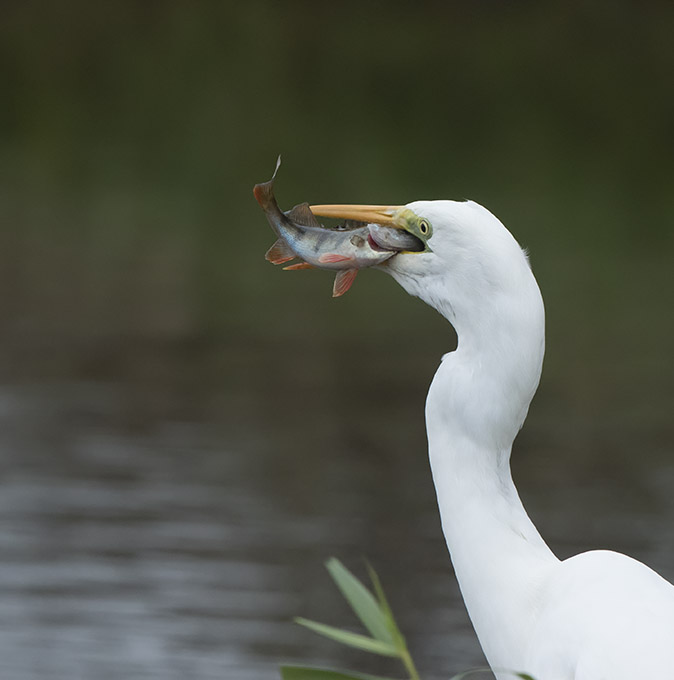 Grotezilverreiger_Baars211116A.jpg