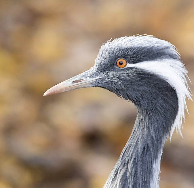 Jufferkraanvogel221116.jpg