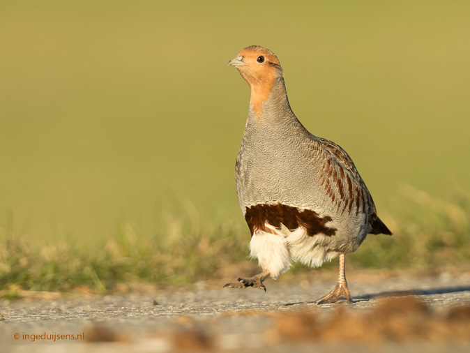 Patrijs281116ID.jpg