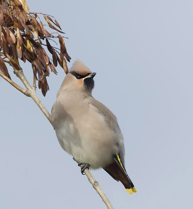 Pestvogel051116A.jpg