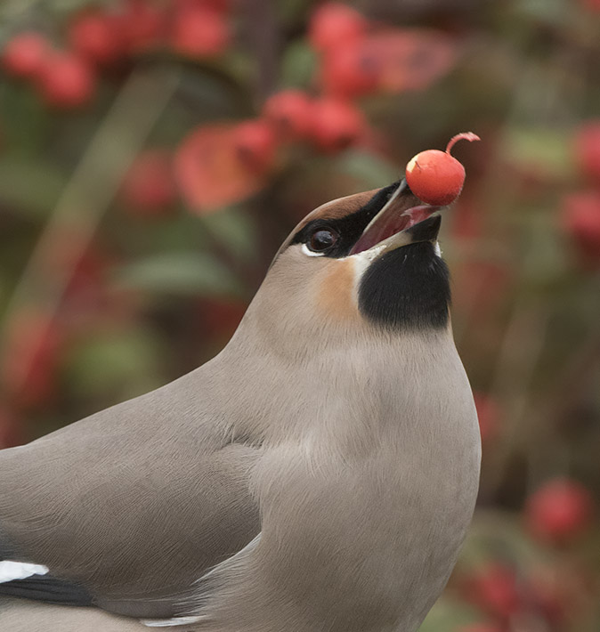 Pestvogel051116C.jpg