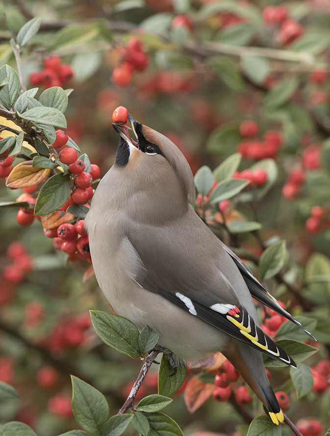 Pestvogel051116E.jpg