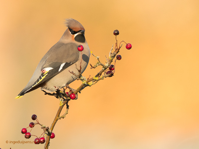 Pestvogel111116ID.jpg