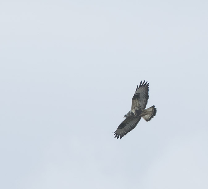 Ruigpootbuizerd181116E.jpg