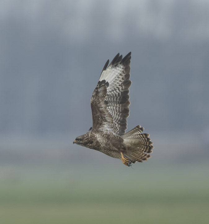 Buizerd071216A.jpg