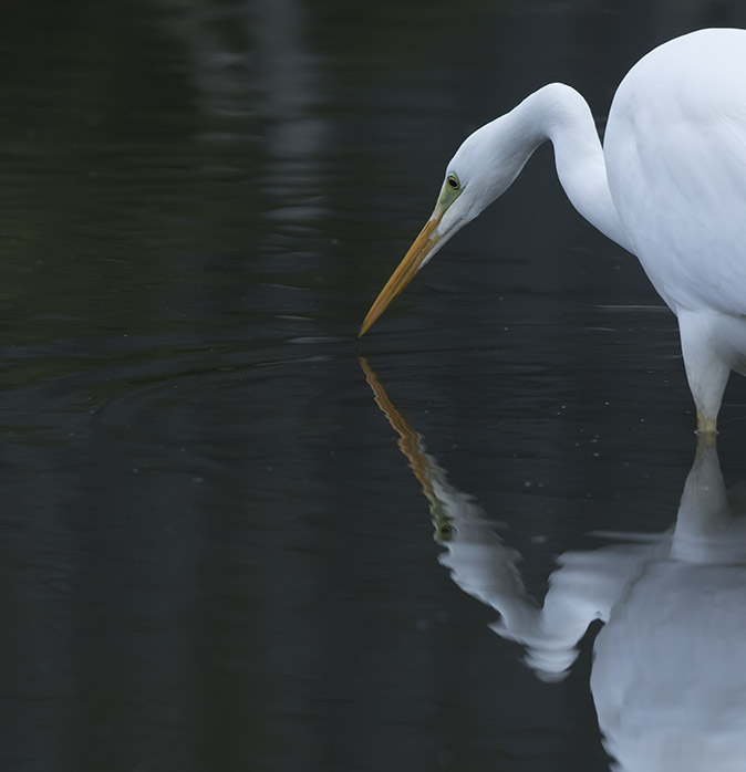 Grotezilverreiger131216.jpg