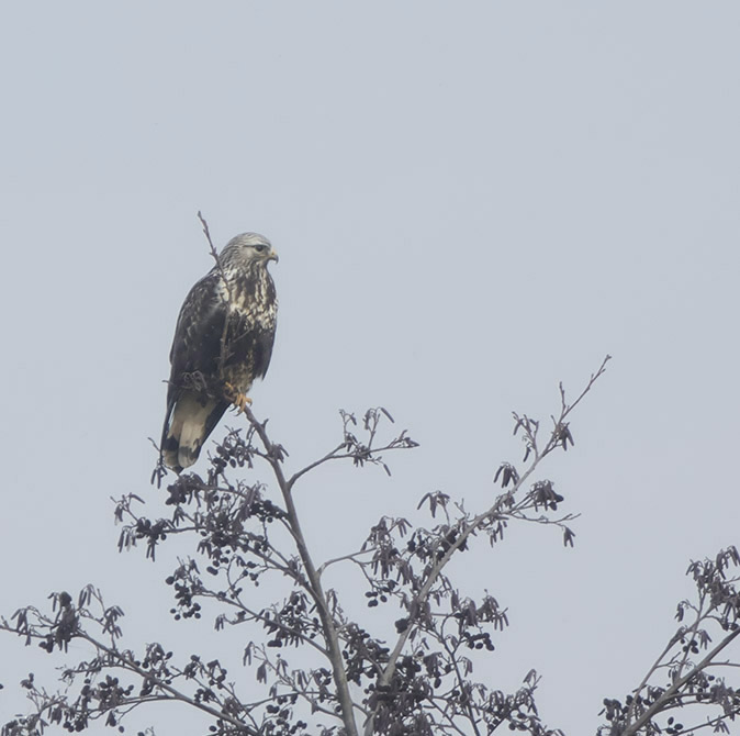 Ruigpootbuizerd141216.jpg