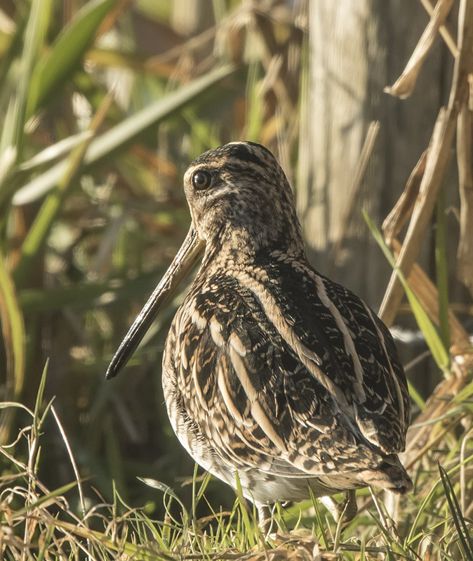 Watersnip051216.jpg