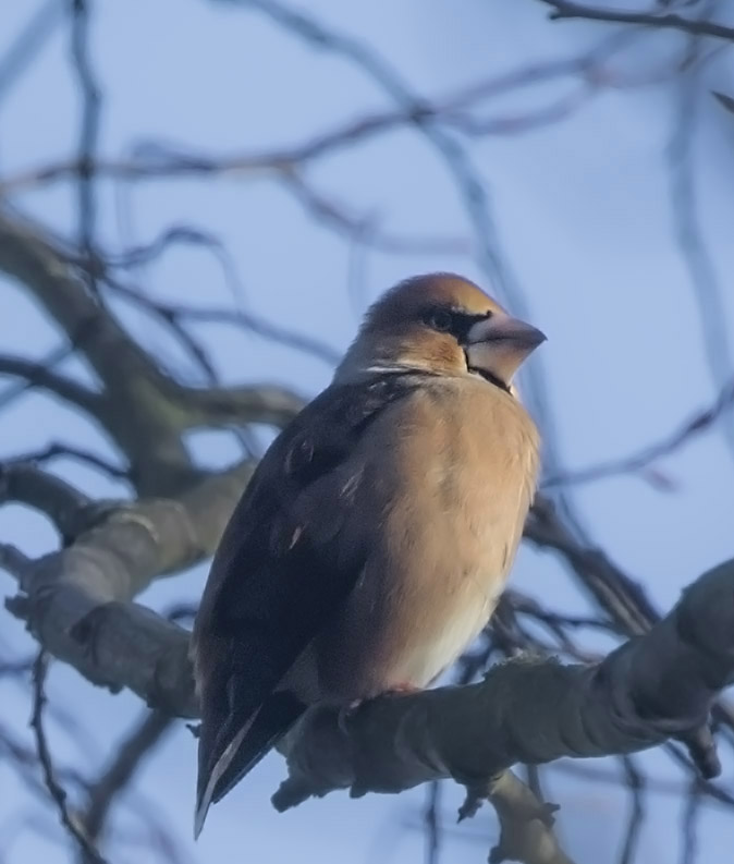 Appelvink040117.jpg