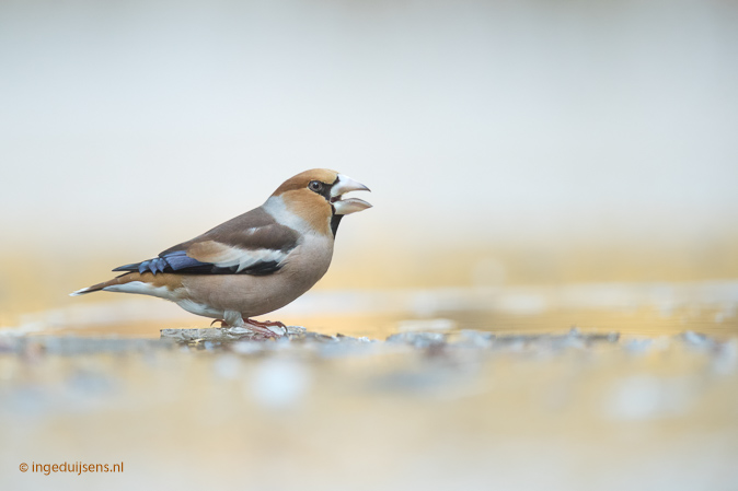 Appelvink210117_ID.jpg