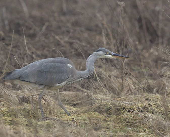 Blauwereiger230117.jpg