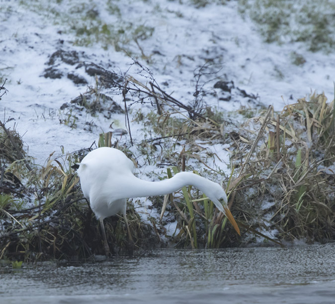 Grotezilverreiger140117A.jpg