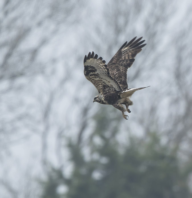 Ruigpootbuizerd160117.jpg