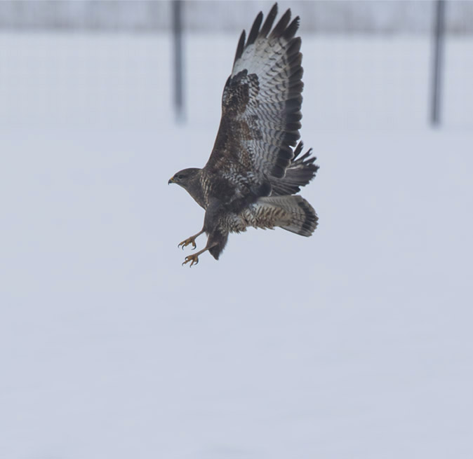 Buizerd120217.jpg