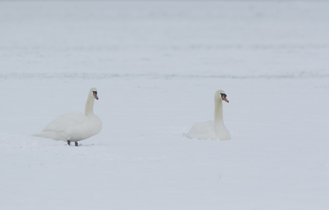 Knobbelzwanen120217.jpg