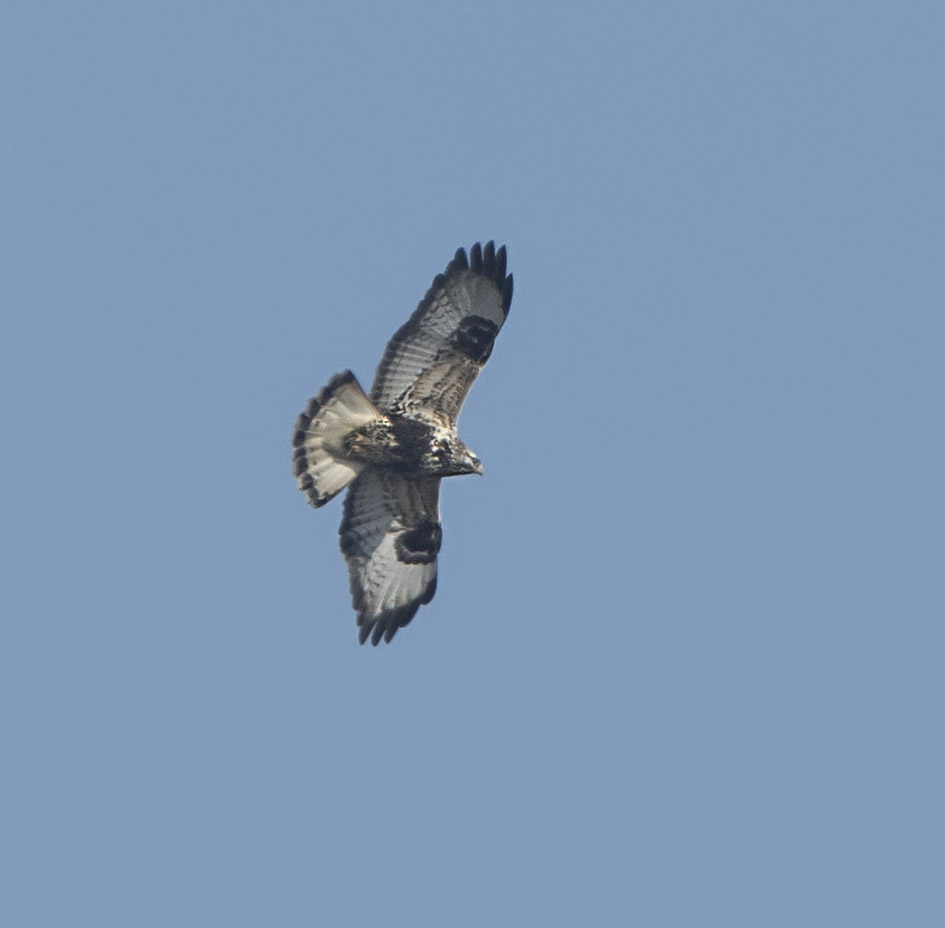 Ruigpootbuizerd140217.jpg