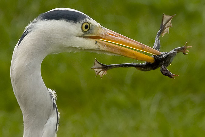 Blauwereiger_bruinekikker070409.JPG