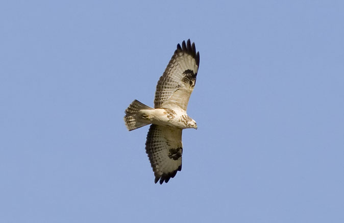 Buizerd300309A.JPG