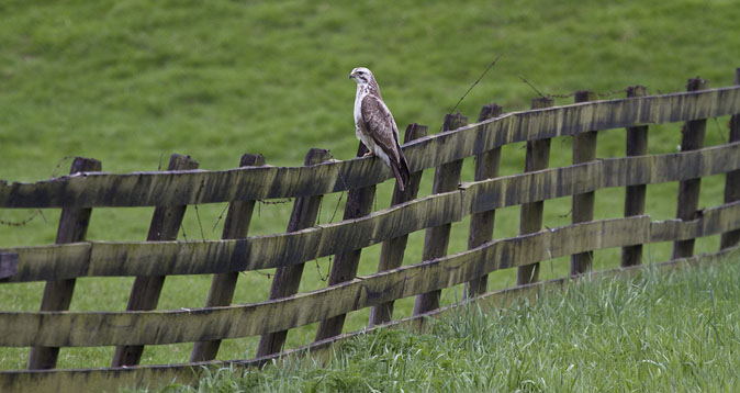 Buizerd160410.JPG