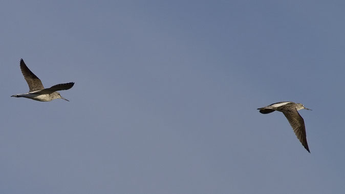 Groenpootruiters300410C.JPG