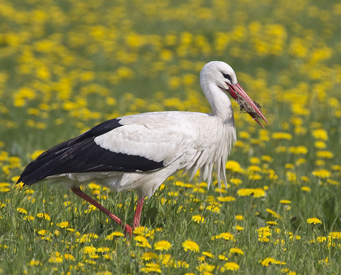 Ooievaar280410A.JPG