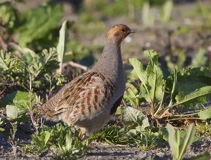 Patrijzen300410A.JPG
