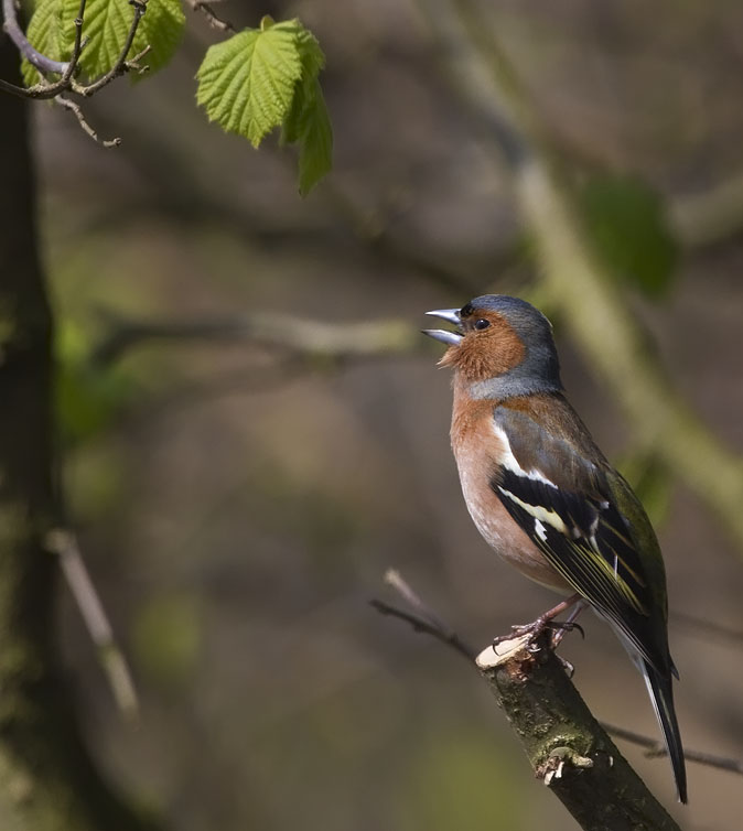 Vink140410.JPG
