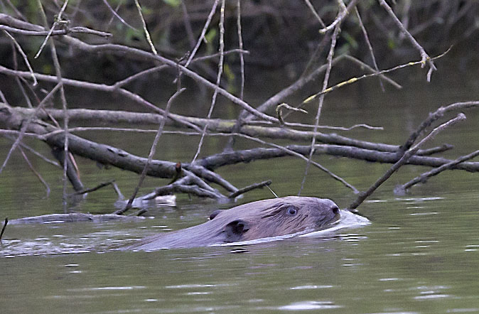 Bever050411.JPG