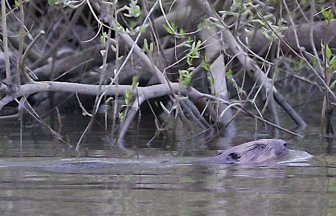 Bever050411B.JPG