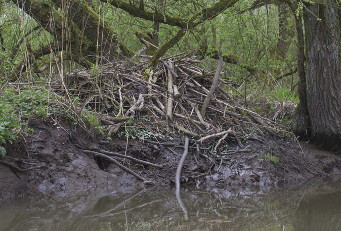 Beverburcht050411.JPG