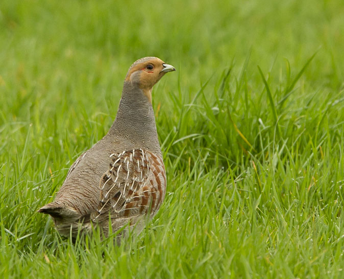 Patrijs060411.JPG