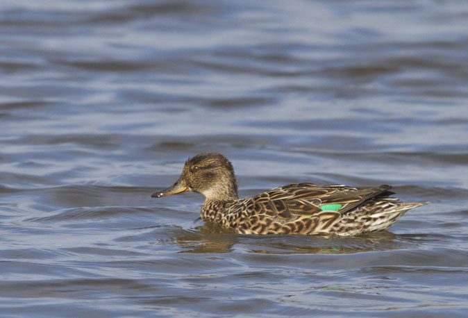 Wintertaling040411.JPG